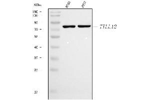 Western blot analysis of TTLL12 using anti-TTLL12 antibody (ABIN7602497). (TTLL12 antibody  (AA 8-634))