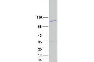Validation with Western Blot (RGAG4 Protein (Myc-DYKDDDDK Tag))