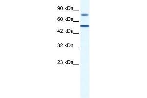 ZNF223 Antikörper  (N-Term)
