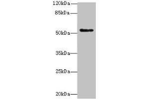 Western blot All lanes: PLEKHS1 antibody at 1. (C10orf81 antibody  (AA 181-462))