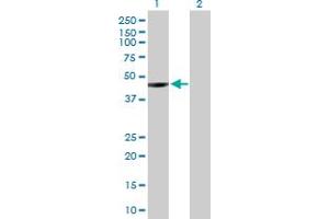 Western Blot analysis of NEIL1 expression in transfected 293T cell line by NEIL1 MaxPab polyclonal antibody. (NEIL1 antibody  (AA 1-390))