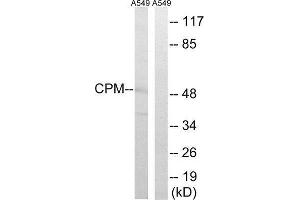 Western Blotting (WB) image for anti-Carboxypeptidase M (CPM) (Internal Region) antibody (ABIN1851024) (CPM antibody  (Internal Region))
