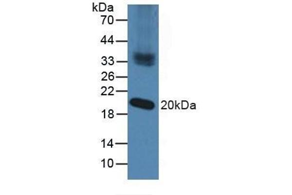 NXN antibody  (AA 166-327)