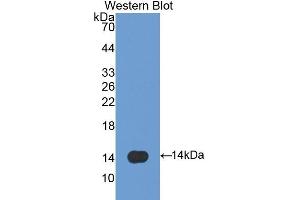 Detection of Recombinant SPD, Mouse using Polyclonal Antibody to Surfactant Associated Protein D (SPD) (SFTPD antibody  (AA 259-374))