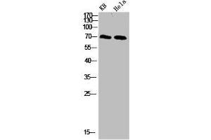 Western blot analysis of 293T Hela 3T3 lysate, antibody was diluted at 500. (PRC1 antibody  (AA 460-520))