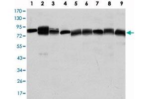 Western blot analysis using HSP90AB1 monoclonal antibody, clone 1D9  against Jurkat (1) , A-431 (2) , HeLa (3) , A-549 (4) , HEK293 (5) , K-562 (6) , NIH/3T3 (7) , PC-12 (8) and COS-7 (9) cell lysate. (HSP90AB1 antibody)