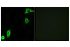 Immunofluorescence (IF) image for anti-Ribosomal Protein S20 (RPS20) (Internal Region) antibody (ABIN1850582) (RPS20 antibody  (Internal Region))