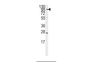 Western blot analysis of anti-ARTS1 Antibody (Center) (ABIN392336 and ABIN2841976) in Ramos cell line lysates (35 μg/lane). (ERAP1 antibody  (AA 451-480))