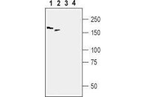 Western blot analysis of rat DRG (lanes 1 and 3) and mouse brain (lanes 2 and 4) lysates:1,2. (Periaxin (PRX) Peptide)