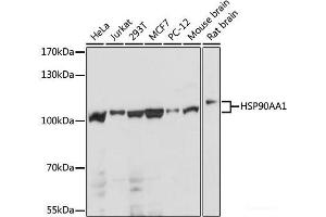 Western blot analysis of extracts of various cell lines using HSP90AA1 Polyclonal Antibody at dilution of 1:1000. (HSP90AA1 antibody)