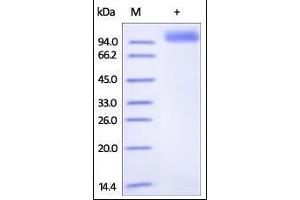 SDS-PAGE (SDS) image for Receptor tyrosine-protein kinase erbB-2 (ErbB2/Her2) (AA 23-652) (Active) protein (His tag) (ABIN2181214)