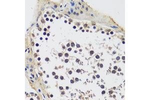 Immunohistochemistry of paraffin-embedded rat testis using CCDC59 antibody (ABIN7266440) at dilution of 1:100 (40x lens). (CCDC59 antibody  (AA 1-241))