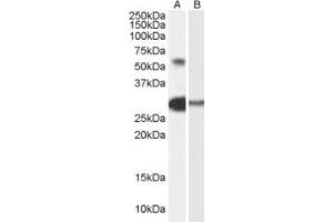 Western Blotting (WB) image for anti-Transcription Factor-Like 5 (Basic Helix-Loop-Helix) (TCFL5) (AA 400-413) antibody (ABIN296838) (TCFL5 antibody  (AA 400-413))
