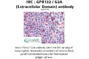 Image no. 1 for anti-G Protein-Coupled Receptor 132 (GPR132) (3rd Extracellular Domain) antibody (ABIN1734929)