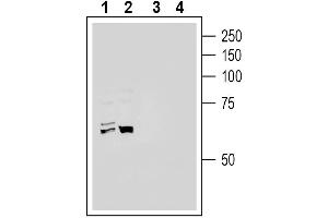 Western blot analysis of human HepG2 hepatoma cell line lysate (lanes 1 and 3) and human  monocytic leukemia cell line lysate (lanes 2 and 4):1-2. (ACE2 antibody  (Extracellular))