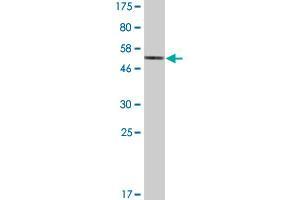 Western Blot detection against Immunogen (48. (ATF2 antibody  (AA 1-209))