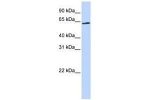 Image no. 1 for anti-Apoptosis-Inducing Factor, Mitochondrion-Associated, 3 (AIFM3) (AA 216-265) antibody (ABIN6741167) (AIFM3 antibody  (AA 216-265))