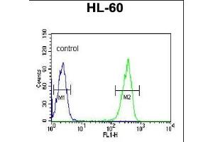 KRT9 Antibody (Center ) (ABIN652316 and ABIN2841447) flow cytometric analysis of HL-60 cells (right histogram) compared to a negative control cell (left histogram). (KRT9 antibody  (AA 302-331))