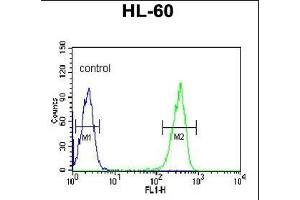 KRT9 Antibody (Center ) (ABIN652316 and ABIN2841447) flow cytometric analysis of HL-60 cells (right histogram) compared to a negative control cell (left histogram). (KRT9 antibody  (AA 302-331))