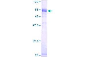 NFIL3 Protein (AA 1-462) (GST tag)