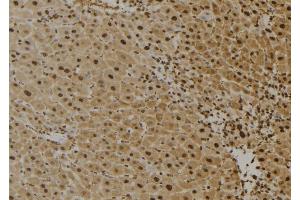 ABIN6273622 at 1/100 staining Mouse liver tissue by IHC-P.