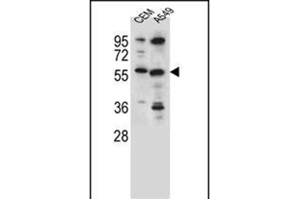 CSAD antibody  (AA 197-226)