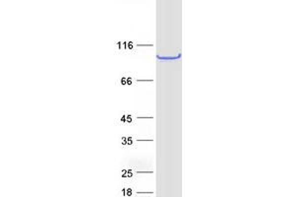 FAM114A1 Protein (Myc-DYKDDDDK Tag)