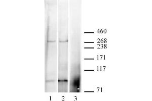 CABIN1 antibody (pAb) tested by Immunoprecipitation / Western blot.