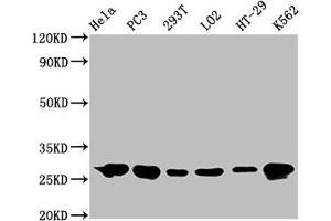 Western Blot Positive WB detected in: Hela whole cell lysate, PC3 whole cell lysate, 293T whole cell lysate, LO2 whole cell lysate, HT-29 whole cell lysate, K562 whole cell lysate All lanes: Hsp27 antibody at 0. (Recombinant HSP27 antibody)