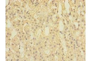 Immunohistochemistry of paraffin-embedded human adrenal gland tissue using ABIN7170432 at dilution of 1:100 (SPOP-B antibody  (AA 48-374))