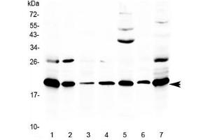 Western blot testing of 1) rat thymus, 2) rat lung, 3) rat spleen, 4) rat stomach, 5) rat PC-12 cells, 6) mouse thymus and 7) mouse NIH3T3 lysate with Ccl19 antibody at 0. (CCL19 antibody)