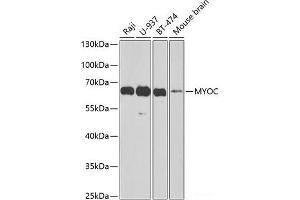 Western blot analysis of extracts of various cell lines using MYOC Polyclonal Antibody at dilution of 1:1000. (MYOC antibody)