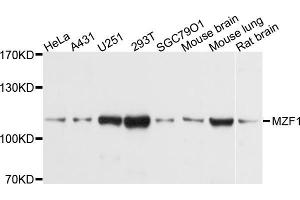 Western blot analysis of extracts of various cell lines, using MZF1 antibody (ABIN5998294) at 1/1000 dilution. (MZF1 antibody)