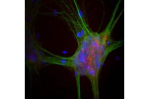Mixed neuron-glial cultures stained with ABIN1842241, our monoclonal antibody to α-synuclein (red) and chicken polyclonal antibody to MAP2 CPCA-MAP2 (green). (SNCA antibody)