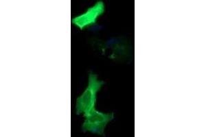Image no. 1 for anti-Protocadherin 7 (PCDH7) antibody (ABIN1500047) (PCDH7 antibody)