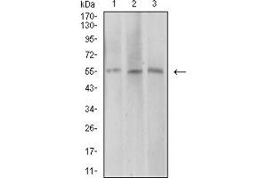 Western blot analysis using AEBP2 mouse mAb against COS7 (1), HepG2 (2), and SK-MES-1 (3) cell lysate. (AEBP2 antibody  (AA 358-495))