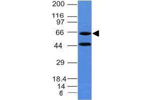 Western Blot of human Panc-1 cell lysate Chromogranin A Mouse Monoclonal Antibody (CHGA/777) (Chromogranin A antibody)
