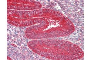 Anti-ZFP36L1 antibody IHC staining of human uterus. (ZFP36L1 antibody  (AA 46-95))