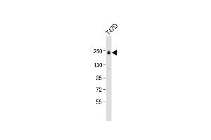Anti-ERBB2 Antibody (C-term ) at 1:1000 dilution + T47D whole cell lysate Lysates/proteins at 20 μg per lane. (ErbB2/Her2 antibody  (C-Term))