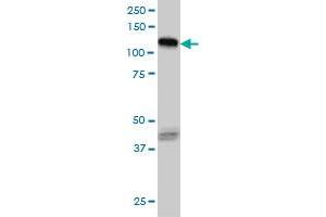 Western Blotting (WB) image for anti-EPH Receptor B3 (EPHB3) (AA 899-997) antibody (ABIN560764)