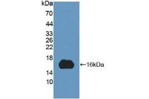 Detection of Recombinant MYCBP, Human using Polyclonal Antibody to C-Myc Binding Protein (MYCBP) (MYCBP antibody  (AA 2-103))