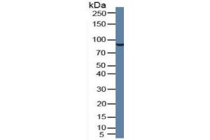 Rabbit Detection antibody from the kit in WB with Positive Control: Human blood cells. (PLG CLIA Kit)