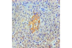 Immunohistochemical of paraffin-embedded Human pancreas tissue using ABIN7144345 at dilution of 1:200. (Annexin A2 antibody)