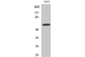 Western Blotting (WB) image for anti-gamma-aminobutyric Acid (GABA) A Receptor, alpha 4 (GABRA4) (Internal Region) antibody (ABIN3180635) (GABRA4 antibody  (Internal Region))