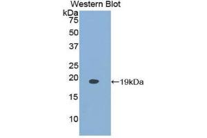 Western Blotting (WB) image for anti-Fatty Acid Binding Protein 9, Testis (FABP9) (AA 1-132) antibody (ABIN1858787) (FABP9 antibody  (AA 1-132))