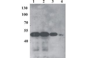Western Blot testing of anti-BPV E2 monoclonal antibody (1E4). (Bovine Papilloma Virus 1 E2 (BPV-1 E2) (AA 250-280) antibody)