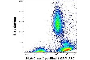 Flow cytometry surface staining pattern of human peripheral whole blood stained using anti-HLA Class I (W6/32) purified antibody (concentration in sample 4 μg/mL, GAM APC).