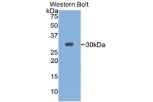 Western Blotting (WB) image for anti-Interleukin 2 Receptor, gamma (IL2RG) (AA 23-263) antibody (ABIN1859417) (IL2RG antibody  (AA 23-263))