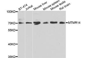 Western blot analysis of extracts of various cell lines, using MTMR14 antibody (ABIN4904446) at 1:1000 dilution. (MTMR14 antibody)