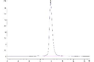 The purity of SARS-COV-2 Spike S1 (N501Y,K417N,E484K) is greater than 95 % as determined by SEC-HPLC. (SARS-CoV-2 Spike S1 Protein (E484K, K417N, N501Y) (His tag))